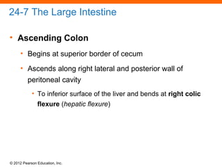 © 2012 Pearson Education, Inc.
24-7 The Large Intestine
• Ascending Colon
• Begins at superior border of cecum
• Ascends along right lateral and posterior wall of
peritoneal cavity
• To inferior surface of the liver and bends at right colic
flexure (hepatic flexure)
 