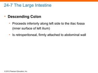 © 2012 Pearson Education, Inc.
24-7 The Large Intestine
• Descending Colon
• Proceeds inferiorly along left side to the iliac fossa
(inner surface of left ilium)
• Is retroperitoneal, firmly attached to abdominal wall
 