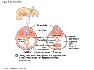 © 2012 Pearson Education, Inc.
Figure 24-2a Mesenteries
During embryonic development, the digestive tube
is initially suspended by dorsal and ventral
mesenteries.
4 weeks 5 weeksVentral mesentery
Digestive tract
Developing
liver
Dorsal
mesenteryCoelomic
cavity
Peritoneal
cavity
Notochord
Neural tube
Mesoderm
Visceral
peritoneum
Digestive
tract
Parietal
peritoneum
 