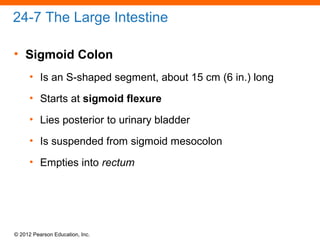 © 2012 Pearson Education, Inc.
24-7 The Large Intestine
• Sigmoid Colon
• Is an S-shaped segment, about 15 cm (6 in.) long
• Starts at sigmoid flexure
• Lies posterior to urinary bladder
• Is suspended from sigmoid mesocolon
• Empties into rectum
 