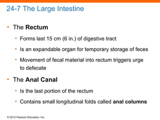 © 2012 Pearson Education, Inc.
24-7 The Large Intestine
• The Rectum
• Forms last 15 cm (6 in.) of digestive tract
• Is an expandable organ for temporary storage of feces
• Movement of fecal material into rectum triggers urge
to defecate
• The Anal Canal
• Is the last portion of the rectum
• Contains small longitudinal folds called anal columns
 