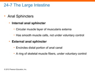 © 2012 Pearson Education, Inc.
24-7 The Large Intestine
• Anal Sphincters
• Internal anal sphincter
• Circular muscle layer of muscularis externa
• Has smooth muscle cells, not under voluntary control
• External anal sphincter
• Encircles distal portion of anal canal
• A ring of skeletal muscle fibers, under voluntary control
 