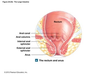 © 2012 Pearson Education, Inc.
Figure 24-24c The Large Intestine
The rectum and anus
Anal canal
Anal columns
Anus
External anal
sphincter
Internal anal
sphincter
Rectum
 