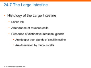 © 2012 Pearson Education, Inc.
24-7 The Large Intestine
• Histology of the Large Intestine
• Lacks villi
• Abundance of mucous cells
• Presence of distinctive intestinal glands
• Are deeper than glands of small intestine
• Are dominated by mucous cells
 
