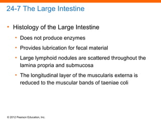 © 2012 Pearson Education, Inc.
24-7 The Large Intestine
• Histology of the Large Intestine
• Does not produce enzymes
• Provides lubrication for fecal material
• Large lymphoid nodules are scattered throughout the
lamina propria and submucosa
• The longitudinal layer of the muscularis externa is
reduced to the muscular bands of taeniae coli
 