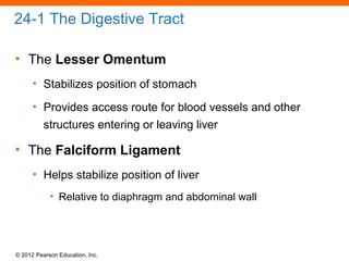 © 2012 Pearson Education, Inc.
24-1 The Digestive Tract
• The Lesser Omentum
• Stabilizes position of stomach
• Provides access route for blood vessels and other
structures entering or leaving liver
• The Falciform Ligament
• Helps stabilize position of liver
• Relative to diaphragm and abdominal wall
 