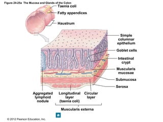 © 2012 Pearson Education, Inc.
Figure 24-25a The Mucosa and Glands of the Colon
Serosa
Submucosa
Muscularis
mucosae
Intestinal
crypt
Goblet cells
Simple
columnar
epithelium
Taenia coli
Fatty appendices
Haustrum
Circular
layer
Longitudinal
layer
(taenia coli)
Muscularis externa
Aggregated
lymphoid
nodule
 