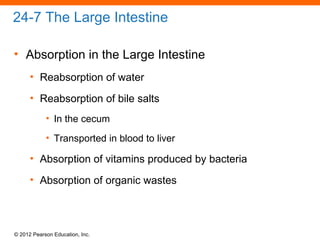 © 2012 Pearson Education, Inc.
24-7 The Large Intestine
• Absorption in the Large Intestine
• Reabsorption of water
• Reabsorption of bile salts
• In the cecum
• Transported in blood to liver
• Absorption of vitamins produced by bacteria
• Absorption of organic wastes
 