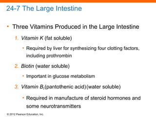 © 2012 Pearson Education, Inc.
24-7 The Large Intestine
• Three Vitamins Produced in the Large Intestine
1. Vitamin K (fat soluble)
• Required by liver for synthesizing four clotting factors,
including prothrombin
2. Biotin (water soluble)
• Important in glucose metabolism
3. Vitamin B5 (pantothenic acid)(water soluble)
• Required in manufacture of steroid hormones and
some neurotransmitters
 
