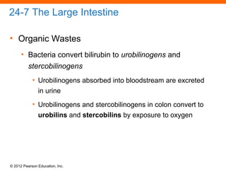 © 2012 Pearson Education, Inc.
24-7 The Large Intestine
• Organic Wastes
• Bacteria convert bilirubin to urobilinogens and
stercobilinogens
• Urobilinogens absorbed into bloodstream are excreted
in urine
• Urobilinogens and stercobilinogens in colon convert to
urobilins and stercobilins by exposure to oxygen
 