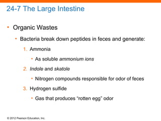 © 2012 Pearson Education, Inc.
24-7 The Large Intestine
• Organic Wastes
• Bacteria break down peptides in feces and generate:
1. Ammonia
• As soluble ammonium ions
2. Indole and skatole
• Nitrogen compounds responsible for odor of feces
3. Hydrogen sulfide
• Gas that produces “rotten egg” odor
 