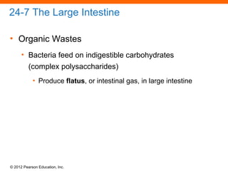 © 2012 Pearson Education, Inc.
24-7 The Large Intestine
• Organic Wastes
• Bacteria feed on indigestible carbohydrates
(complex polysaccharides)
• Produce flatus, or intestinal gas, in large intestine
 
