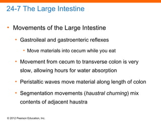 © 2012 Pearson Education, Inc.
24-7 The Large Intestine
• Movements of the Large Intestine
• Gastroileal and gastroenteric reflexes
• Move materials into cecum while you eat
• Movement from cecum to transverse colon is very
slow, allowing hours for water absorption
• Peristaltic waves move material along length of colon
• Segmentation movements (haustral churning) mix
contents of adjacent haustra
 