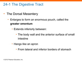 © 2012 Pearson Education, Inc.
24-1 The Digestive Tract
• The Dorsal Mesentery
• Enlarges to form an enormous pouch, called the
greater omentum
• Extends inferiorly between:
• The body wall and the anterior surface of small
intestine
• Hangs like an apron
• From lateral and inferior borders of stomach
 