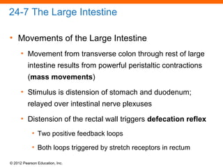 © 2012 Pearson Education, Inc.
24-7 The Large Intestine
• Movements of the Large Intestine
• Movement from transverse colon through rest of large
intestine results from powerful peristaltic contractions
(mass movements)
• Stimulus is distension of stomach and duodenum;
relayed over intestinal nerve plexuses
• Distension of the rectal wall triggers defecation reflex
• Two positive feedback loops
• Both loops triggered by stretch receptors in rectum
 