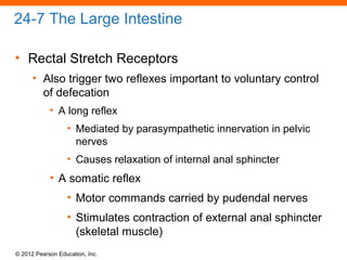 © 2012 Pearson Education, Inc.
24-7 The Large Intestine
• Rectal Stretch Receptors
• Also trigger two reflexes important to voluntary control
of defecation
• A long reflex
• Mediated by parasympathetic innervation in pelvic
nerves
• Causes relaxation of internal anal sphincter
• A somatic reflex
• Motor commands carried by pudendal nerves
• Stimulates contraction of external anal sphincter
(skeletal muscle)
 