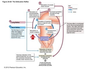 © 2012 Pearson Education, Inc.
Figure 24-26 The Defecation Reflex
Long Reflex
Short Reflex
Start
DISTENSION
OF RECTUM
The first loop is a short
reflex that triggers a
series of peristaltic
contractions in the
rectum that move feces
toward the anus.
Stimulation of
stretch receptors
Increased local
peristalsis
Stimulation of myenteric
plexus in sigmoid colon
and rectum
Stimulation of
parasympathetic
motor neurons in
sacral spinal cord
Stimulation of somatic
motor neurons
Increased peristalsis
throughout large
intestine
KEY
stimulates
inhibits
The long reflex is coordinated
by the sacral parasympathetic
system. This reflex stimulates
mass movements that push
feces toward the rectum from
the descending colon and
sigmoid colon.
Relaxation of internal
anal sphincter; feces
move into anal canal
Involuntary contraction
of external anal
sphincter
If external sphincter
is voluntarily relaxed,
DEFECATION OCCURS
Voluntary relaxation of the
external sphincter can override
the contraction directed by
somatic motor neurons (L2a).
 