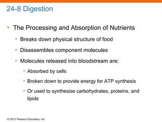 © 2012 Pearson Education, Inc.
24-8 Digestion
• The Processing and Absorption of Nutrients
• Breaks down physical structure of food
• Disassembles component molecules
• Molecules released into bloodstream are:
• Absorbed by cells
• Broken down to provide energy for ATP synthesis
• Or used to synthesize carbohydrates, proteins, and
lipids
 