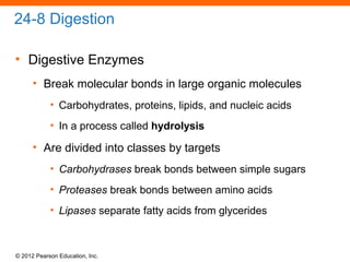 © 2012 Pearson Education, Inc.
24-8 Digestion
• Digestive Enzymes
• Break molecular bonds in large organic molecules
• Carbohydrates, proteins, lipids, and nucleic acids
• In a process called hydrolysis
• Are divided into classes by targets
• Carbohydrases break bonds between simple sugars
• Proteases break bonds between amino acids
• Lipases separate fatty acids from glycerides
 