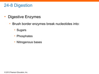 © 2012 Pearson Education, Inc.
24-8 Digestion
• Digestive Enzymes
• Brush border enzymes break nucleotides into:
• Sugars
• Phosphates
• Nitrogenous bases
 