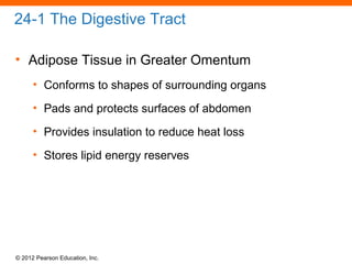 © 2012 Pearson Education, Inc.
24-1 The Digestive Tract
• Adipose Tissue in Greater Omentum
• Conforms to shapes of surrounding organs
• Pads and protects surfaces of abdomen
• Provides insulation to reduce heat loss
• Stores lipid energy reserves
 