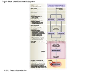 © 2012 Pearson Education, Inc.
Figure 24-27 Chemical Events in Digestion
REGION
and Hormonal Controls
ORAL CAVITY
ESOPHAGUS
STOMACH
SMALL INTESTINE
INTESTINAL
MUCOSA
Stimulus: Anticipation or
arrival of food
Hormone: Gastrin
Source: G cells of stomach
Proenzyme released:
Pepsinogen by chief cells,
activated to pepsin by HCl
Stimulus: Arrival of chyme
in duodenum
Hormone: CCK
Proenzymes released:
Chymotrypsinogen, procar-
boxypeptidase, proelastase,
trypsinogen, Enteropeptidase
activates trypsin, which
activates other enzymes
Enzymes released: Pancreatic
amylase, pancreatic lipase,
nuclease, enteropeptidase
Cell body
ROUTE TO BLOODSTREAM
Carbohydrates and amino acids
are absorbed and transported by
intestinal capillaries. Lipids form
chylomicrons that diffuse into
lacteals and are delivered to the left
subclavian vein by the thoracic duct.
Monosaccharides
Capillary
FACILITATED
DIFFUSION AND
COTRANSPORT
FACILITATED
DIFFUSION
Monosaccharides
Lactase
Disaccharides Trisaccharides
Pancreatic
alpha-amylase
Disaccharides Trisaccharides
Salivary
amylase
Maltase, Sucrase
Brush border
CARBOHYDRATES
 