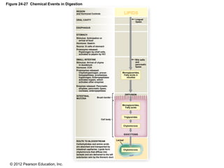 © 2012 Pearson Education, Inc.
Figure 24-27 Chemical Events in Digestion
REGION
and Hormonal Controls
ORAL CAVITY
ESOPHAGUS
STOMACH
SMALL INTESTINE
INTESTINAL
MUCOSA
Stimulus: Anticipation or
arrival of food
Hormone: Gastrin
Source: G cells of stomach
Proenzyme released:
Pepsinogen by chief cells,
activated to pepsin by HCl
Stimulus: Arrival of chyme
in duodenum
Hormone: CCK
Proenzymes released:
Chymotrypsinogen, procar-
boxypeptidase, proelastase,
trypsinogen, Enteropeptidase
activates trypsin, which
activates other enzymes
Enzymes released: Pancreatic
amylase, pancreatic lipase,
nuclease, enteropeptidase
Cell body
ROUTE TO BLOODSTREAM
Carbohydrates and amino acids
are absorbed and transported by
intestinal capillaries. Lipids form
chylomicrons that diffuse into
lacteals and are delivered to the left
subclavian vein by the thoracic duct.
Brush border
Chylomicrons
Lacteal
EXOCYTOSIS
Chylomicrons
Triglycerides
Monoglycerides,
Fatty acids
DIFFUSION
Monoglycerides,
Fatty acids in
micelles
Bile salts
and
pancreatic
lipase
Lingual
lipase
LIPIDS
 