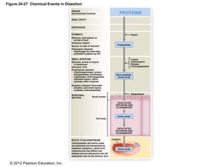 © 2012 Pearson Education, Inc.
Figure 24-27 Chemical Events in Digestion
REGION
and Hormonal Controls
ORAL CAVITY
ESOPHAGUS
STOMACH
SMALL INTESTINE
INTESTINAL
MUCOSA
Stimulus: Anticipation or
arrival of food
Hormone: Gastrin
Source: G cells of stomach
Proenzyme released:
Pepsinogen by chief cells,
activated to pepsin by HCl
Stimulus: Arrival of chyme
in duodenum
Hormone: CCK
Proenzymes released:
Chymotrypsinogen, procar-
boxypeptidase, proelastase,
trypsinogen, Enteropeptidase
activates trypsin, which
activates other enzymes
Enzymes released: Pancreatic
amylase, pancreatic lipase,
nuclease, enteropeptidase
Cell body
ROUTE TO BLOODSTREAM
Carbohydrates and amino acids
are absorbed and transported by
intestinal capillaries. Lipids form
chylomicrons that diffuse into
lacteals and are delivered to the left
subclavian vein by the thoracic duct.
Brush border
Amino acids
Capillary
Amino acids
FACILITATED
DIFFUSION AND
COTRANSPORT
FACILITATED
DIFFUSION AND
COTRANSPORT
Dipeptidases
Short peptides,
Amino acids
Trypsin
Chymotrypsin
Elastase
Carboxypeptidase
Polypeptides
Pepsin
PROTEINS
 