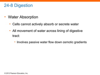 © 2012 Pearson Education, Inc.
24-8 Digestion
• Water Absorption
• Cells cannot actively absorb or secrete water
• All movement of water across lining of digestive
tract:
• Involves passive water flow down osmotic gradients
 