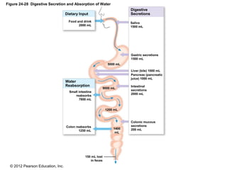 © 2012 Pearson Education, Inc.
Figure 24-28 Digestive Secretion and Absorption of Water
Dietary Input
Water
Reabsorption
Digestive
Secretions
Food and drink
2000 mL
Saliva
1500 mL
Gastric secretions
1500 mL
Small intestine
reabsorbs
7800 mL
5000 mL
9000 mL
1200 mL
Liver (bile) 1000 mL
Pancreas (pancreatic
juice) 1000 mL
Intestinal
secretions
2000 mL
Colonic mucous
secretions
200 mL1400
mL
Colon reabsorbs
1250 mL
150 mL lost
in feces
 