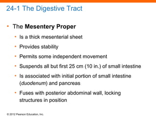 © 2012 Pearson Education, Inc.
24-1 The Digestive Tract
• The Mesentery Proper
• Is a thick mesenterial sheet
• Provides stability
• Permits some independent movement
• Suspends all but first 25 cm (10 in.) of small intestine
• Is associated with initial portion of small intestine
(duodenum) and pancreas
• Fuses with posterior abdominal wall, locking
structures in position
 