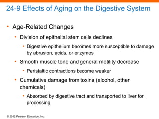 © 2012 Pearson Education, Inc.
24-9 Effects of Aging on the Digestive System
• Age-Related Changes
• Division of epithelial stem cells declines
• Digestive epithelium becomes more susceptible to damage
by abrasion, acids, or enzymes
• Smooth muscle tone and general motility decrease
• Peristaltic contractions become weaker
• Cumulative damage from toxins (alcohol, other
chemicals)
• Absorbed by digestive tract and transported to liver for
processing
 