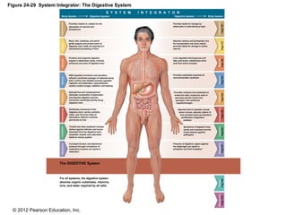 © 2012 Pearson Education, Inc.
Figure 24-29 System Integrator: The Digestive System
Provides vitamin D3 needed for the
absorption of calcium and
phosphorus
Body System Digestive System Digestive System Body System
S Y S T E M I N T E G R A T O R
Skull, ribs, vertebrae, and pelvic
girdle support and protect parts of
digestive tract; teeth are important in
mechanical processing of food
Protects and supports digestive
organs in abdominal cavity; controls
entrances and exits of digestive tract
ANS regulates movement and secretion;
reflexes coordinate passage of materials along
tract; control over skeletal muscles regulates
ingestion and defecation; hypoothalamic
centers control hungar, satiation, and feeding
Epinephrine and norepinephrine
stimulate constriction of sphincters
and depress digestive activity;
hormones coordinate activity along
digestive tract
Distributes hormones of the
digestive tract; carries nutrients,
water, and ions from sites of
absorption; delivers nutrients
and toxins to liver
Tonsils and other lymphoid nodules
defend against infection and toxins
absorbed from the digestive tract;
lymphatic vessels carry absorbed
lipids to venous system
Increased thoracic and abdominal
pressure through contraction of
respiratory muscles can assist in
defecation
The DIGESTIVE System
For all systems, the digestive system
absorbs organic substrates, vitamins,
ions, and water required by all cells.
CardiovascularRespiratoryLymphaticEndocrineNervousMuscularSkeletalIntegumentary
CardiovascularRespiratoryLymphaticEndocrineNervousMuscularSkeletalIntegumentaryUrinaryReproductive
Page1072Page992Page857Page807Page759Page632Page543Page369Page275Page165
Provides lipids for storage by
adipocytes in subcutaneous layer
Absorbs calcium and phosphate ions
for incorporation into bone matrix;
provides lipids for storage in yellow
marrow
Liver regulates blood glucose and
fatty acid levels, metabolizes lactic
acid from active muscles
Provides substrates essential for
neurotransmitter synthesis
Provides nutrients and substrates to
endocrine cells; endocrine cells of
pancreas secrete insulin and
glucagon; liver produces
angiotensinogen
Absorbs fluid to maintain normal
blood volume; absorbs vitamin K;
liver excretes heme (as bilirubin),
synthesizes coagulation
proteins
Secretions of digestive tract
(acids and enzymes) provide
innate defense against
pathogens
Pressure of digestive organs against
the diaphragm can assist in
exhalation and limit inhalation
 