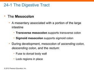 © 2012 Pearson Education, Inc.
24-1 The Digestive Tract
• The Mesocolon
• A mesentery associated with a portion of the large
intestine
• Transverse mesocolon supports transverse colon
• Sigmoid mesocolon supports sigmoid colon
• During development, mesocolon of ascending colon,
descending colon, and the rectum:
• Fuse to dorsal body wall
• Lock regions in place
 