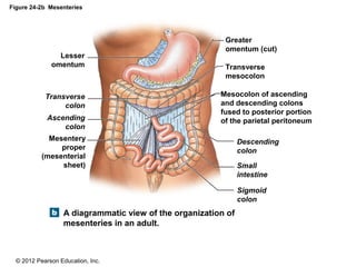 © 2012 Pearson Education, Inc.
Figure 24-2b Mesenteries
A diagrammatic view of the organization of
mesenteries in an adult.
Lesser
omentum
Mesentery
proper
(mesenterial
sheet)
Ascending
colon
Transverse
colon
Descending
colon
Small
intestine
Sigmoid
colon
Greater
omentum (cut)
Transverse
mesocolon
Mesocolon of ascending
and descending colons
fused to posterior portion
of the parietal peritoneum
 
