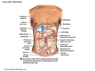 © 2012 Pearson Education, Inc.
Figure 28-2c Mesenteries
An anterior view of the empty peritoneal cavity,
showing the attachment of mesenteries to the
posterior body wall.
Diaphragm
Pancreas
Esophagus
Left kidney
Attachment of
transverse mesocolon
Superior mesenteric
artery and vein
Position of
descending colon
Attachment of
sigmoid mesocolon
Parietal
peritoneum
Falciform
ligament
Inferior
vena cava
Coronary
ligament
of liver
Right kidney
Duodenum
Rectum
Position of
ascending
colon
Root of
mesentery
proper
Urinary
bladder
 