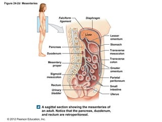 © 2012 Pearson Education, Inc.
Figure 24-2d Mesenteries
A sagittal section showing the mesenteries of
an adult. Notice that the pancreas, duodenum,
and rectum are retroperitoneal.
Falciform
ligament
Diaphragm
Uterus
Urinary
bladder
Sigmoid
mesocolon
Mesentery
proper
Rectum
Duodenum
Pancreas
Lesser
omentum
Stomach
Transverse
mesocolon
Transverse
colon
Greater
omentum
Parietal
peritoneum
Small
intestine
Liver
 