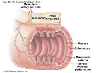 © 2012 Pearson Education, Inc.
Figure 24-3 The Structure of the Digestive Tract
Mesenteric
artery and vein
Mesentery
Plica
circulares
Muscularis
externa
Serosa
(visceral
peritoneum)
Submucosa
Mucosa
 