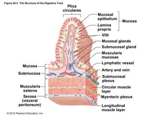 © 2012 Pearson Education, Inc.
Figure 24-3 The Structure of the Digestive Tract
Plica
circulares
Muscularis
externa
Serosa
(visceral
peritoneum)
Submucosa
Mucosa
Mucosa
Mucosal
epithelium
Lamina
propria
Villi
Mucosal glands
Submucosal gland
Muscularis
mucosae
Lymphatic vessel
Artery and vein
Submucosal
plexus
Circular muscle
layer
Myenteric plexus
Longitudinal
muscle layer
 