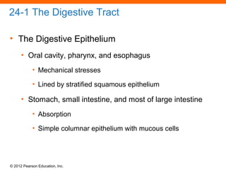 © 2012 Pearson Education, Inc.
24-1 The Digestive Tract
• The Digestive Epithelium
• Oral cavity, pharynx, and esophagus
• Mechanical stresses
• Lined by stratified squamous epithelium
• Stomach, small intestine, and most of large intestine
• Absorption
• Simple columnar epithelium with mucous cells
 
