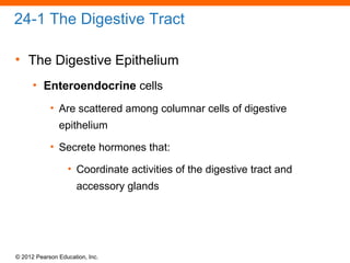© 2012 Pearson Education, Inc.
24-1 The Digestive Tract
• The Digestive Epithelium
• Enteroendocrine cells
• Are scattered among columnar cells of digestive
epithelium
• Secrete hormones that:
• Coordinate activities of the digestive tract and
accessory glands
 