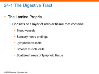 © 2012 Pearson Education, Inc.
24-1 The Digestive Tract
• The Lamina Propria
• Consists of a layer of areolar tissue that contains:
• Blood vessels
• Sensory nerve endings
• Lymphatic vessels
• Smooth muscle cells
• Scattered areas of lymphoid tissue
 