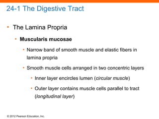 © 2012 Pearson Education, Inc.
24-1 The Digestive Tract
• The Lamina Propria
• Muscularis mucosae
• Narrow band of smooth muscle and elastic fibers in
lamina propria
• Smooth muscle cells arranged in two concentric layers
• Inner layer encircles lumen (circular muscle)
• Outer layer contains muscle cells parallel to tract
(longitudinal layer)
 