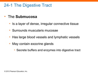 © 2012 Pearson Education, Inc.
24-1 The Digestive Tract
• The Submucosa
• Is a layer of dense, irregular connective tissue
• Surrounds muscularis mucosae
• Has large blood vessels and lymphatic vessels
• May contain exocrine glands
• Secrete buffers and enzymes into digestive tract
 