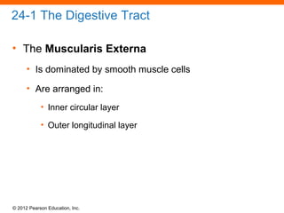 © 2012 Pearson Education, Inc.
24-1 The Digestive Tract
• The Muscularis Externa
• Is dominated by smooth muscle cells
• Are arranged in:
• Inner circular layer
• Outer longitudinal layer
 