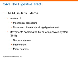 © 2012 Pearson Education, Inc.
24-1 The Digestive Tract
• The Muscularis Externa
• Involved in:
• Mechanical processing
• Movement of materials along digestive tract
• Movements coordinated by enteric nervous system
(ENS)
• Sensory neurons
• Interneurons
• Motor neurons
 