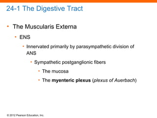 © 2012 Pearson Education, Inc.
24-1 The Digestive Tract
• The Muscularis Externa
• ENS
• Innervated primarily by parasympathetic division of
ANS
• Sympathetic postganglionic fibers
• The mucosa
• The myenteric plexus (plexus of Auerbach)
 