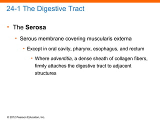 © 2012 Pearson Education, Inc.
24-1 The Digestive Tract
• The Serosa
• Serous membrane covering muscularis externa
• Except in oral cavity, pharynx, esophagus, and rectum
• Where adventitia, a dense sheath of collagen fibers,
firmly attaches the digestive tract to adjacent
structures
 