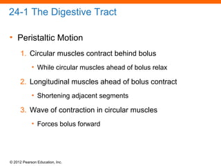 © 2012 Pearson Education, Inc.
24-1 The Digestive Tract
• Peristaltic Motion
1. Circular muscles contract behind bolus
• While circular muscles ahead of bolus relax
2. Longitudinal muscles ahead of bolus contract
• Shortening adjacent segments
3. Wave of contraction in circular muscles
• Forces bolus forward
 