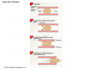© 2012 Pearson Education, Inc.
Figure 24-4 Peristalsis
Initial State
Contraction of circular muscles behind
bolus
Contraction of longitudinal muscles
ahead of bolus
Contraction in circular muscle layer
forces bolus forward
Contraction
Contraction
Contraction
Longitudinal
muscle
Circular
muscle From
mouth
To
anus
 